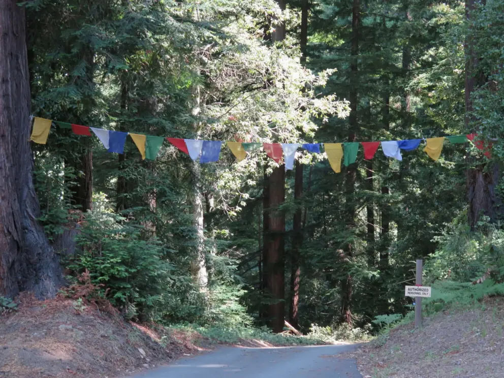Prayer flags in the forest. 