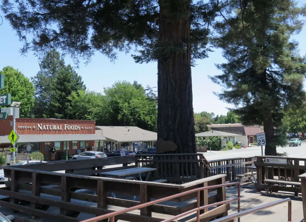 Redwood tree with deck, in Felton town, at the block of cafes and coffee shops. 