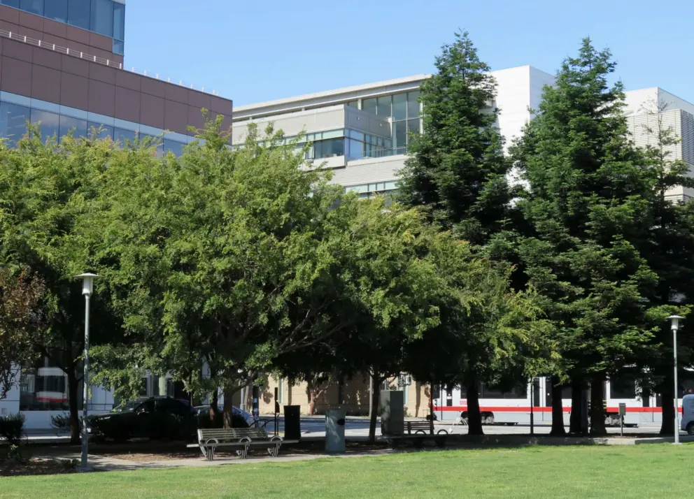 Redwood trees and lawn at Mission Bay Commons Park, a green space between highrises. 