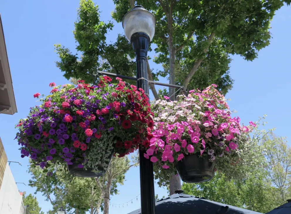Flower basket!