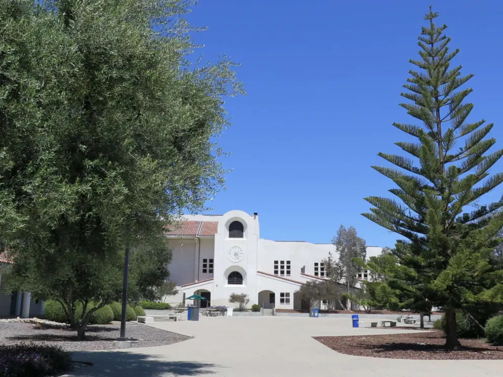 Norfolk pine on campus.