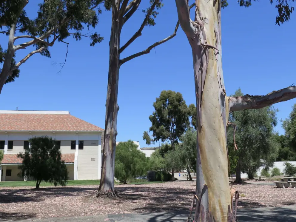 Rainbow eucalyptus trees. 