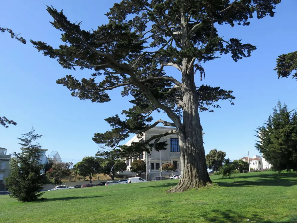 Wonderful cypress tree in Alamo Square. 