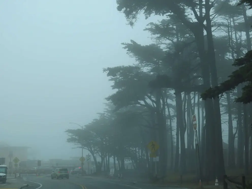 Fog and cypress trees, in the morning at the Presidio. 