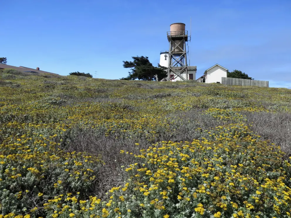 Water tower and lighthouse, with flowers. 