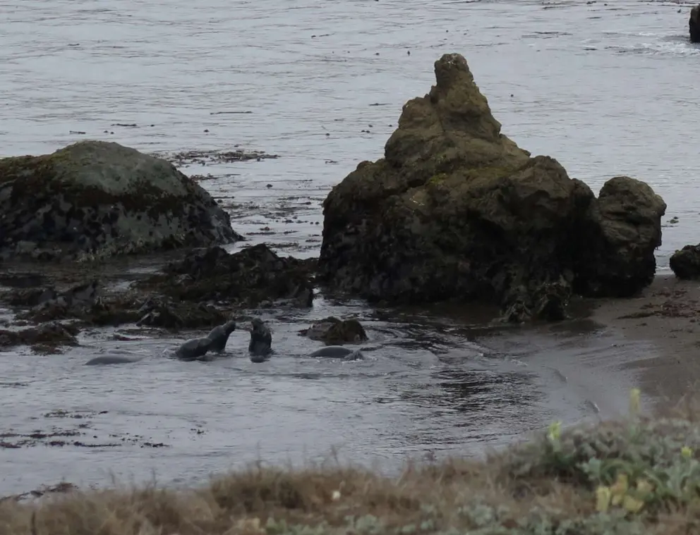 Elephant seals playing in the water behind former Piedras Blancas Hotel, where the tour starts. 