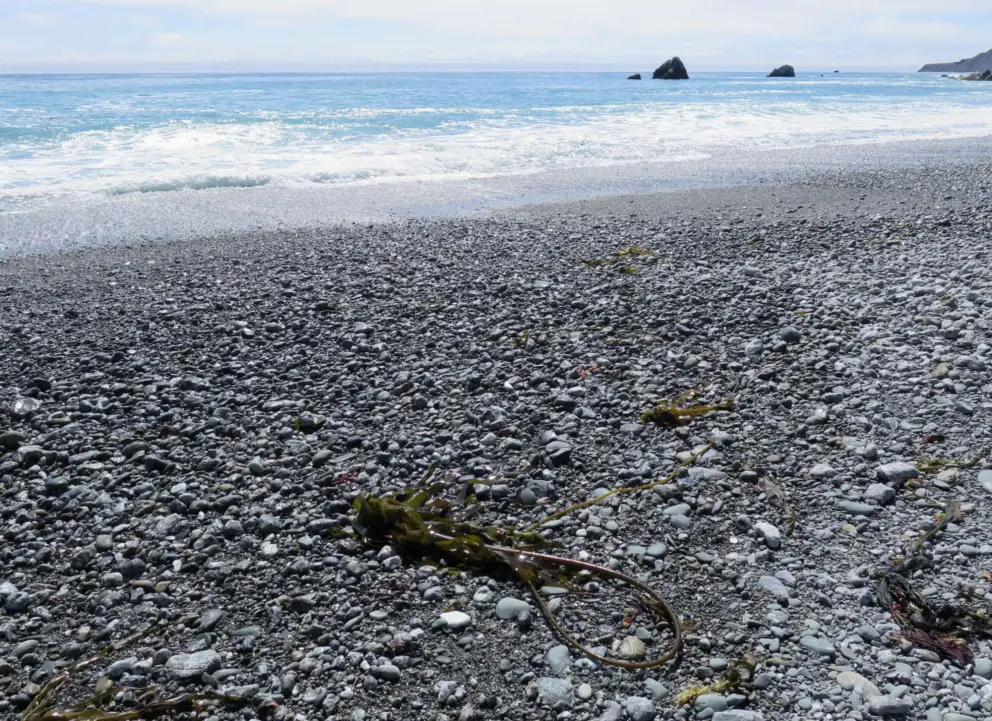 Kelp on the shore.