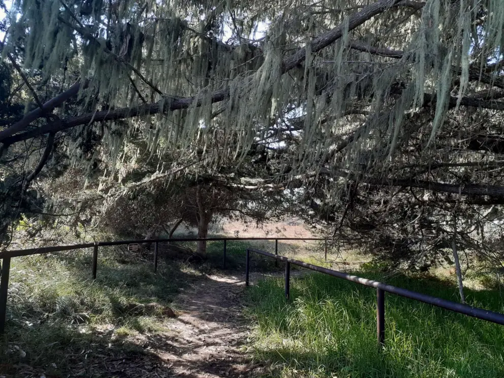 The side entrance to Sweet Springs Nature Preserve on 3rd Street, with Spanish moss hanging from the trees. 