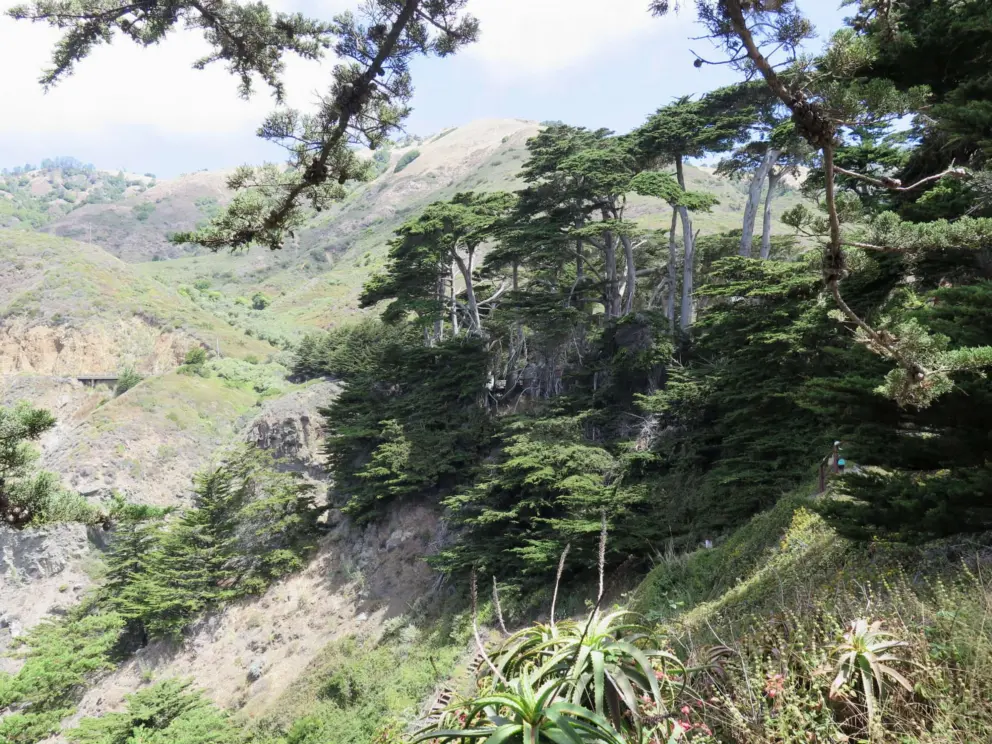 Cypress trees on the cliff over the beach. 