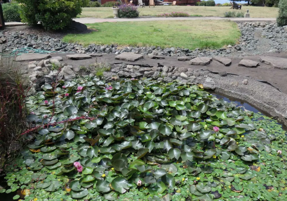 Koi pond with lily pads, in the garden. 