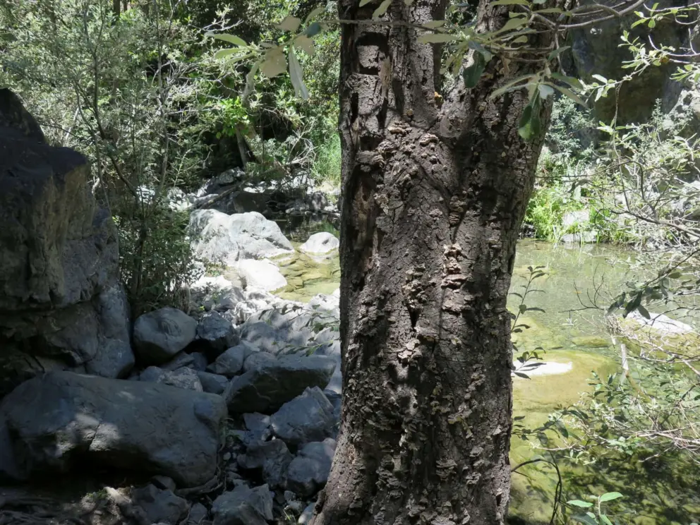 The creek has a pretty color. 
