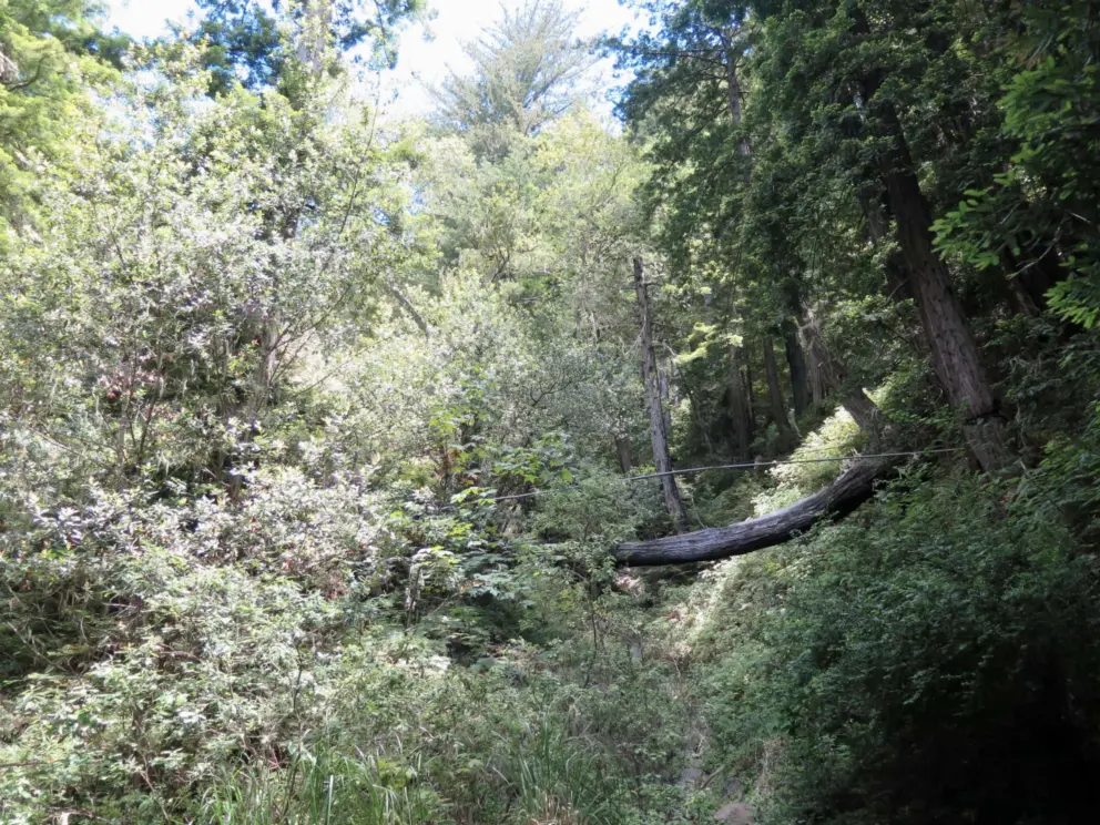 Fallen tree in the sunlight. 