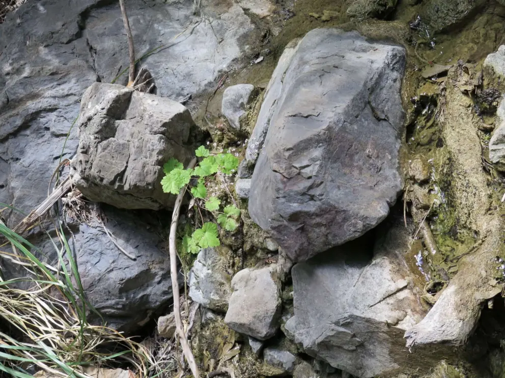 Square rock by the stream. 