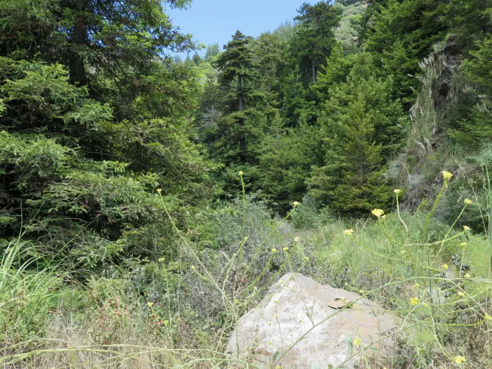 Yellow flowers, rocks, and redwoods. 