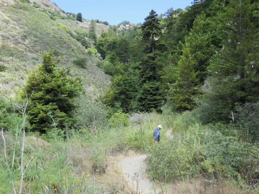 The trail. 