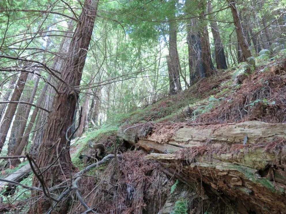Redwoods at Nathaniel Owings Redwood Grove. 