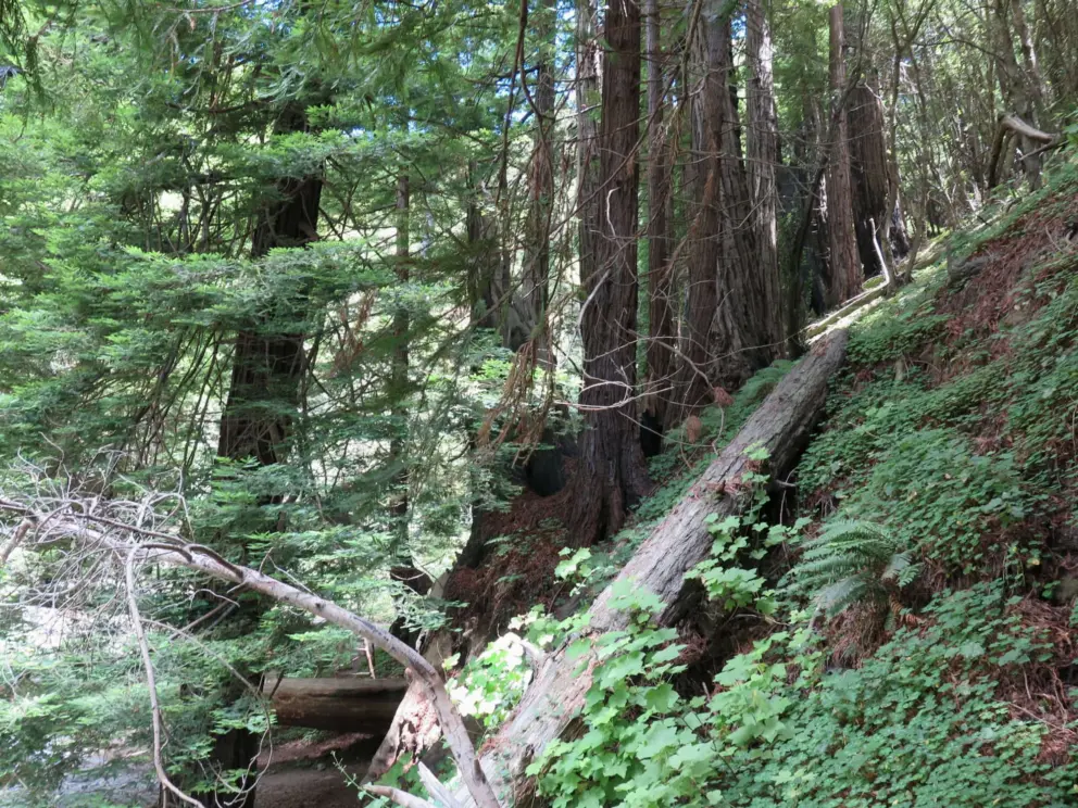 Greenery and redwoods. 