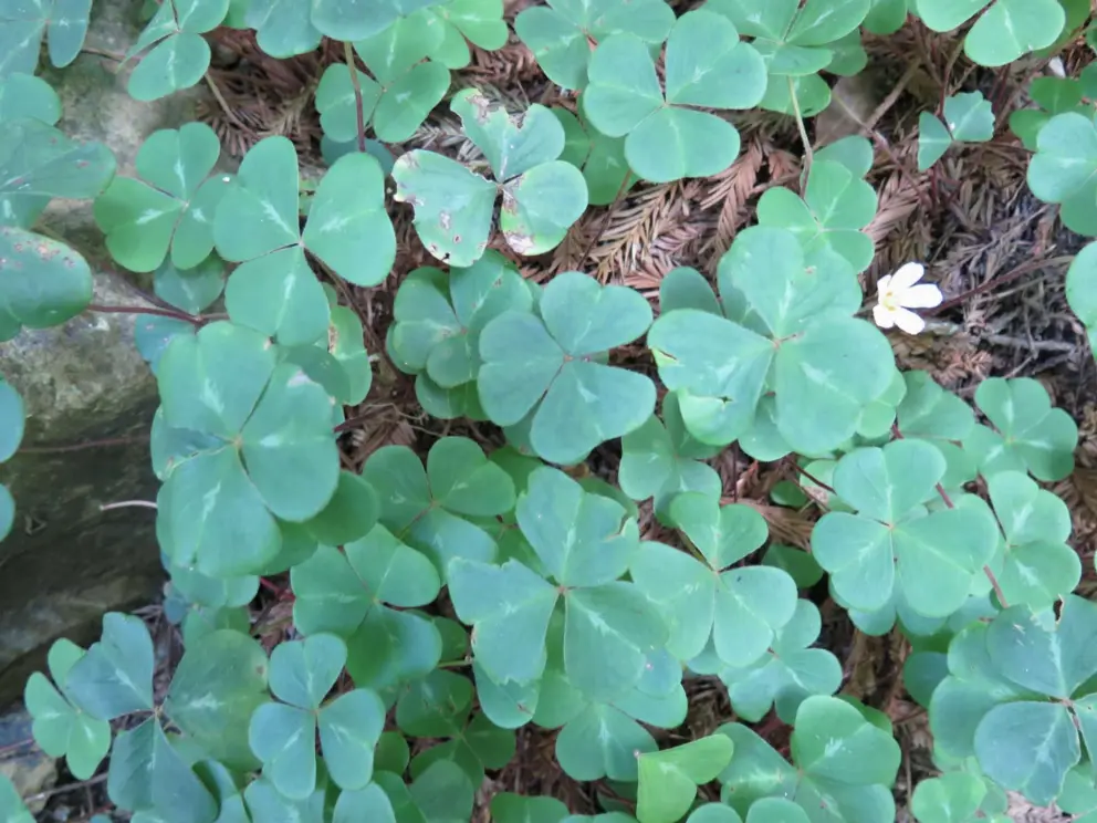 Clovers. 