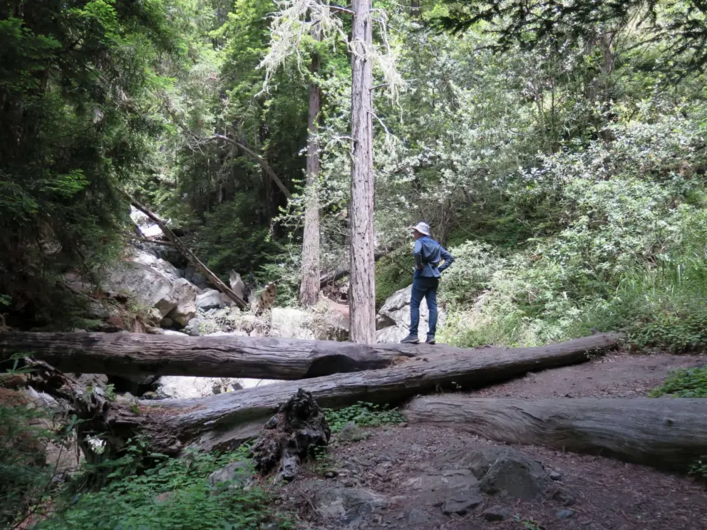 Checking out the redwoods. 