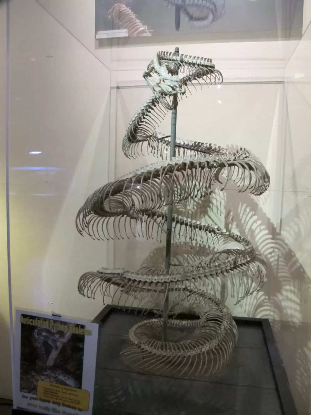 Amazing python skeleton, in the Discovery Center.
