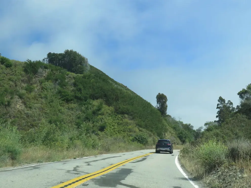 Strand of trees above the road. 
