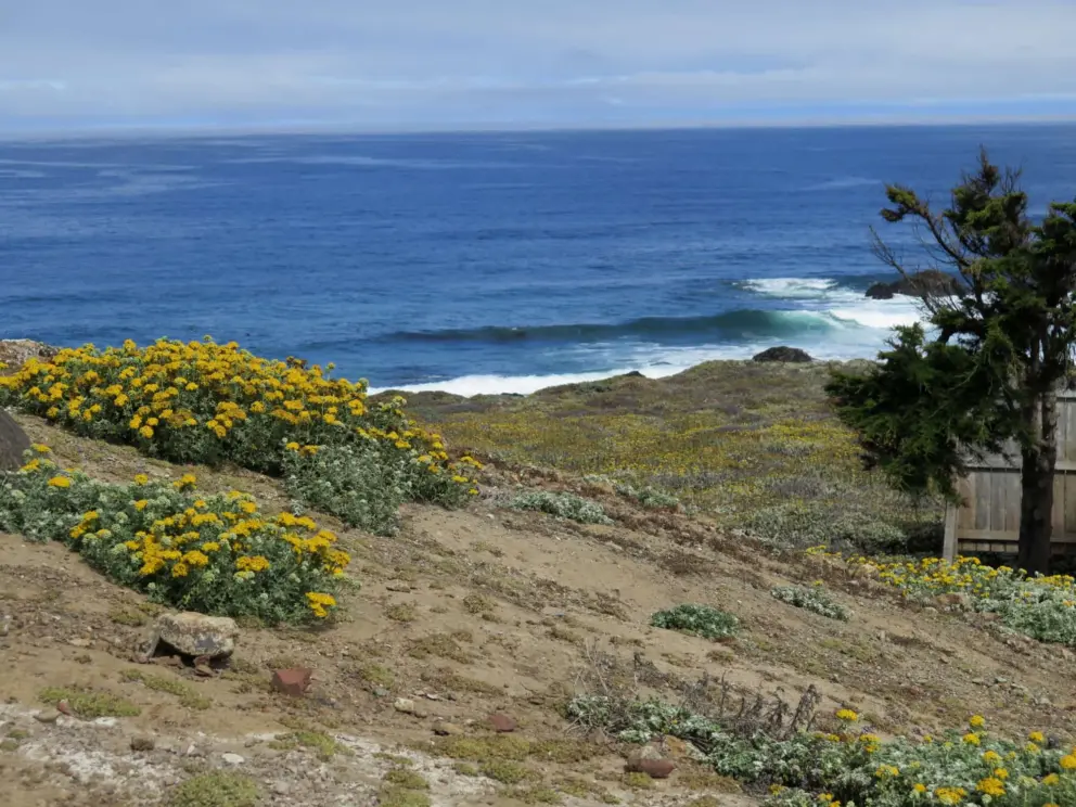The wonderful blue-green waves, and yellow flowers along the coastline, at the Piedras Blancas Light Station.