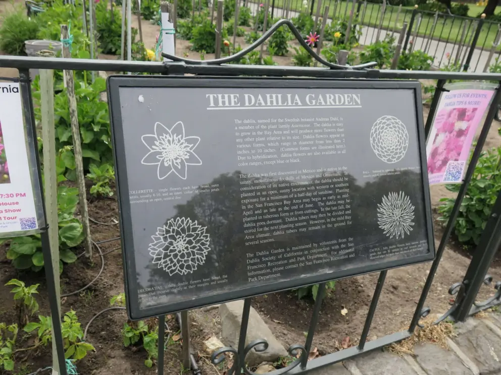 The different shapes of dahlias: collerette, decorative, ball, and cactus.