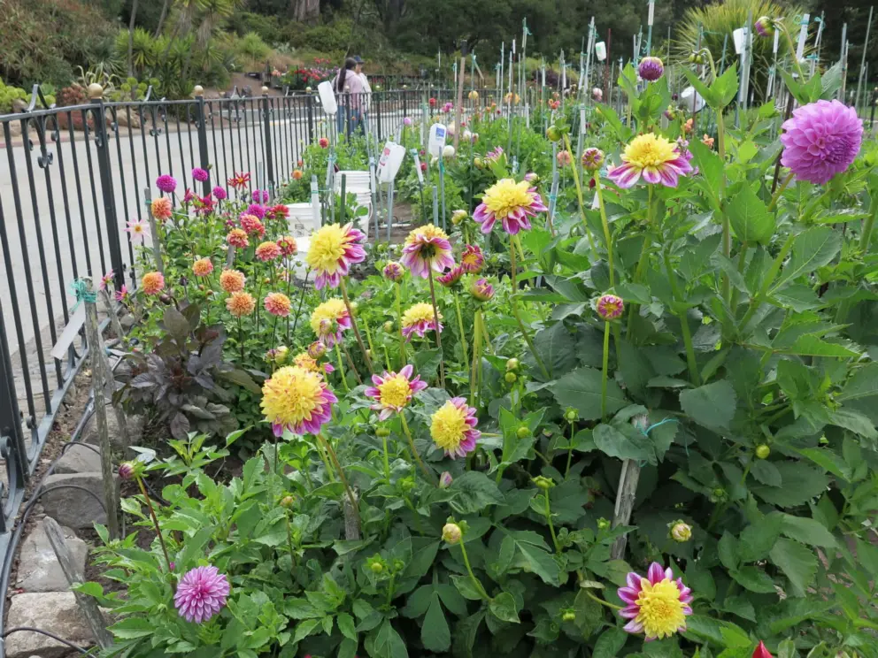 The dahlia garden, in the roundabout to the right of the Conservatory of Flowers. 