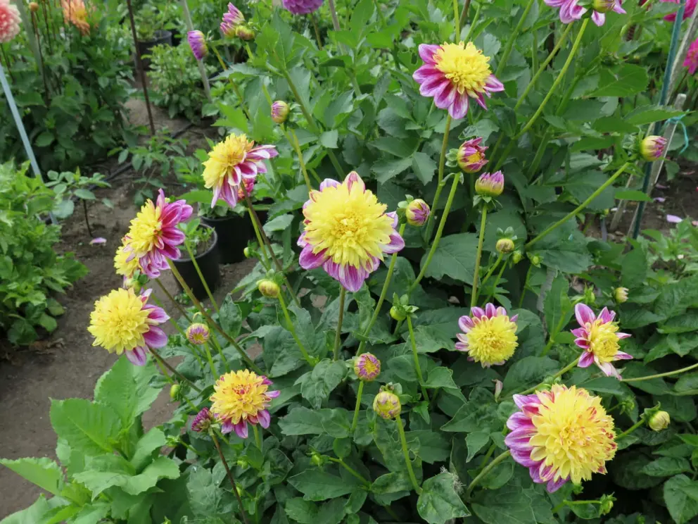 I love these dahlias!