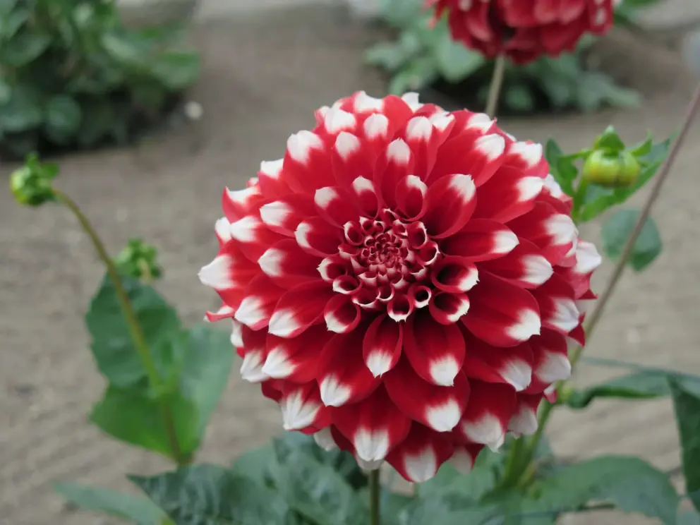 Red and white dahlia, in the roundabout to the right of the Conservatory of Flowers. 