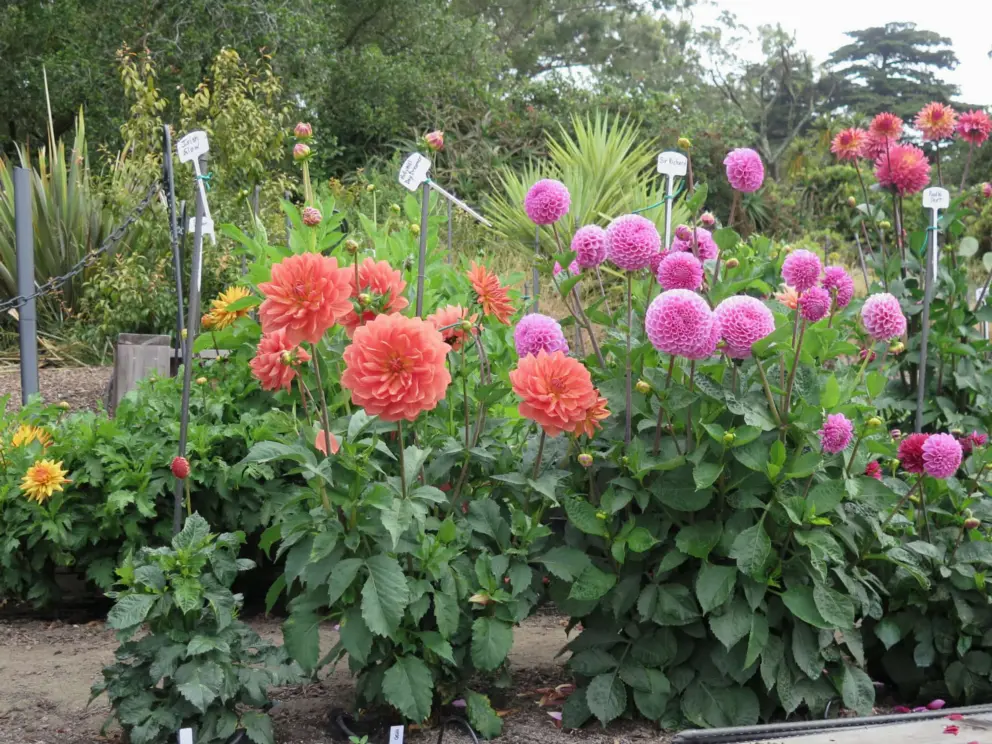 So many dahlias!