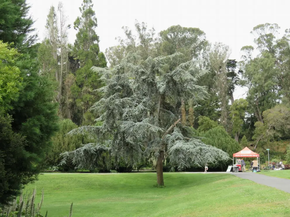 Wonderful tree in the formal gardens below the conservatory.