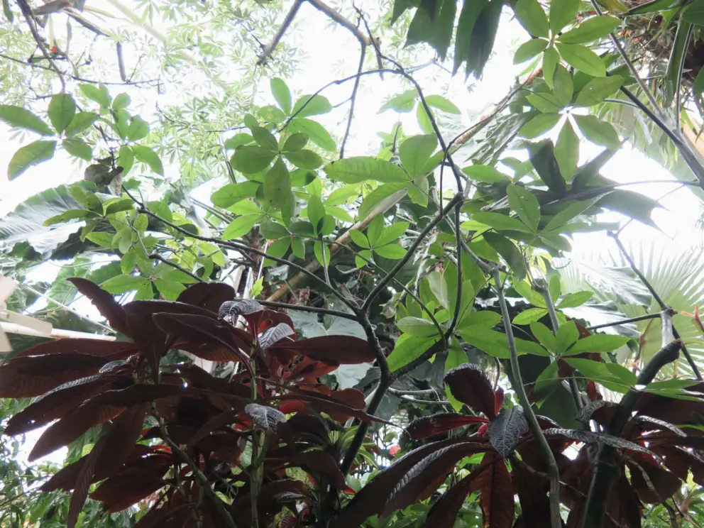 Tropical plants inside the conservatory.