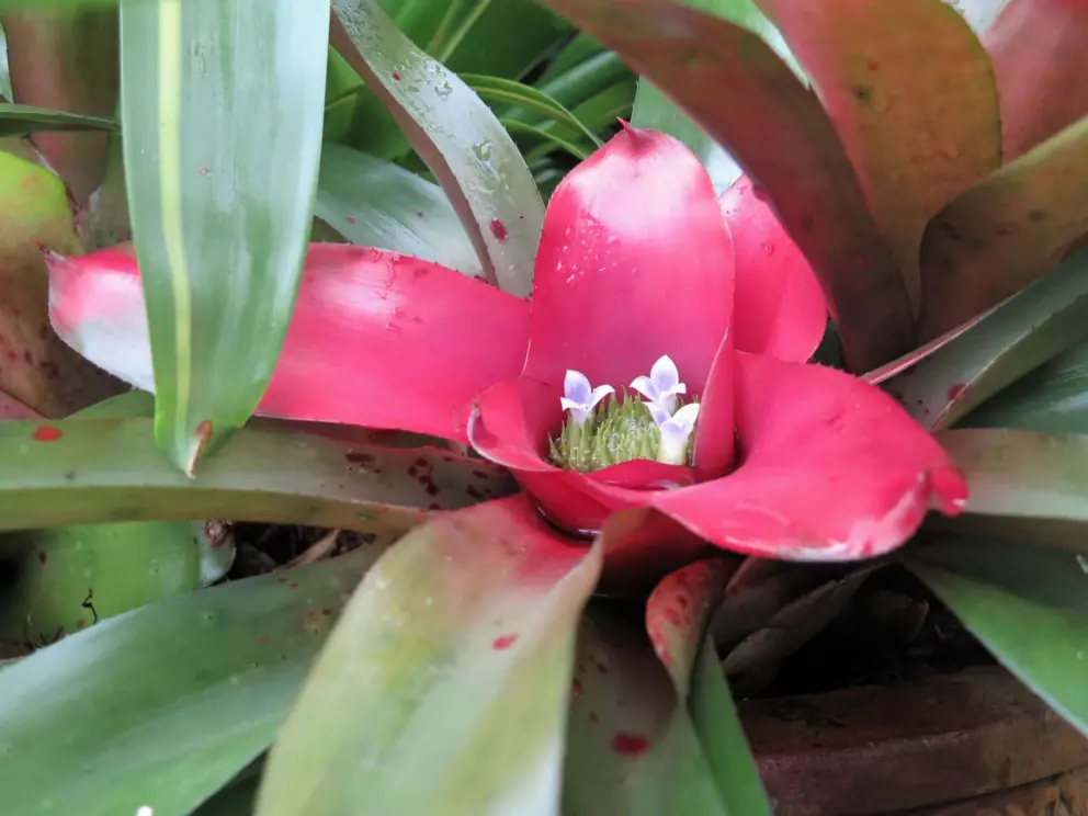 Reddish pink bromeliad. 
