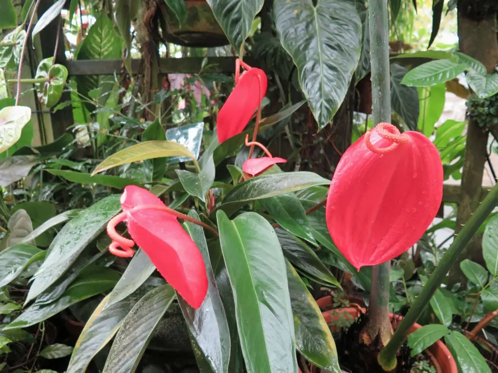 Pigtail anthuriums are whimsical!