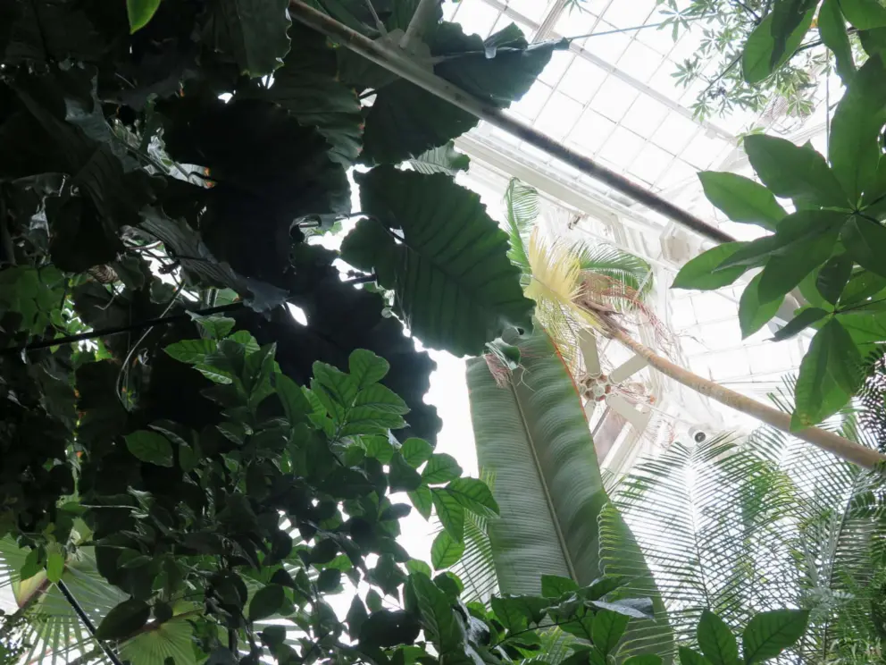 Looking up at the tropical tree foliage.