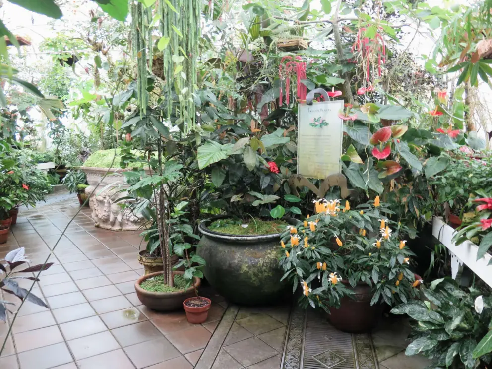 Plants in pots. 