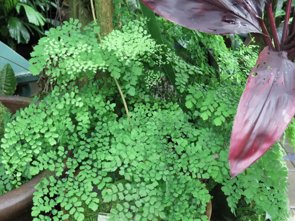 Maidenhair fern is lovely.