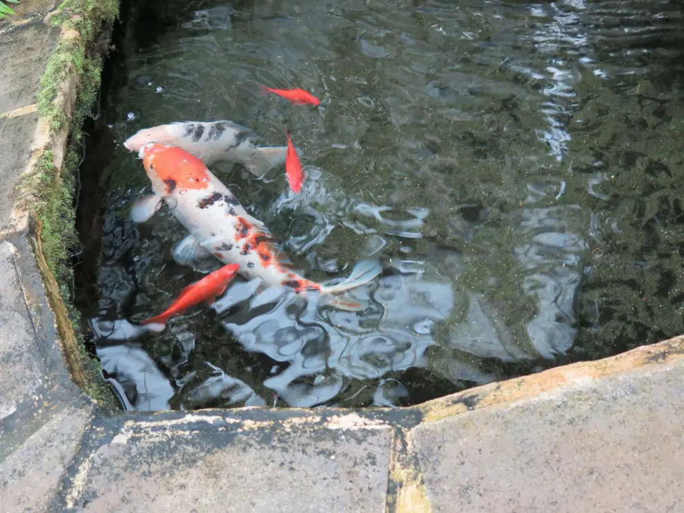 Koi pond. 