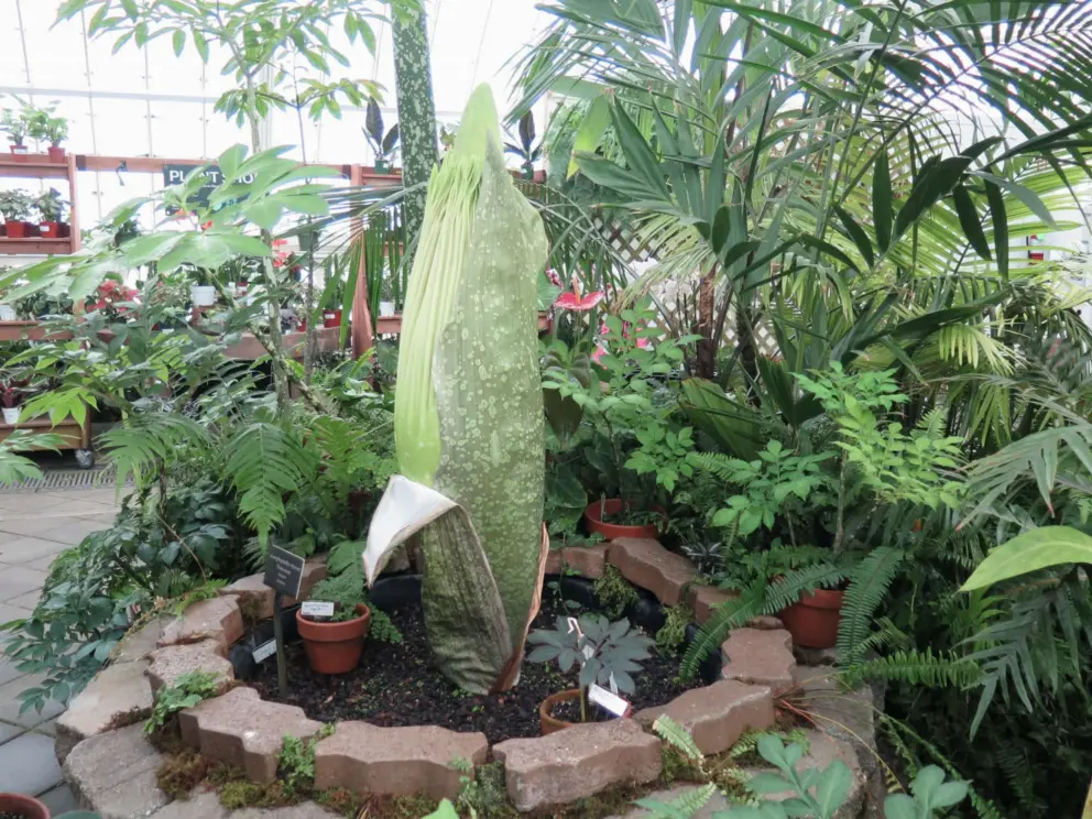 Corpse flower that blooms in a stinky way on rare occasions.