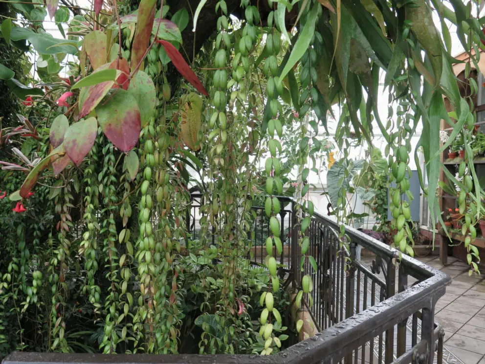 Hanging leaves. 