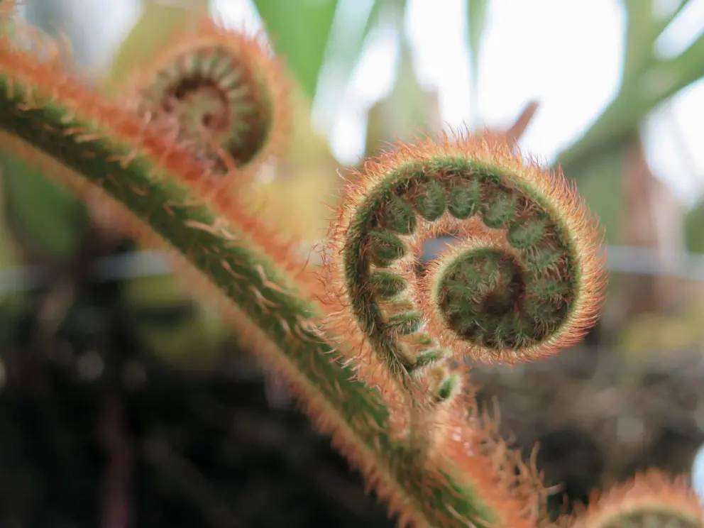 Fern. 