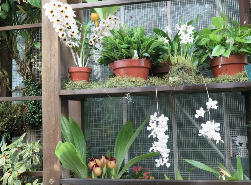 White orchids. 