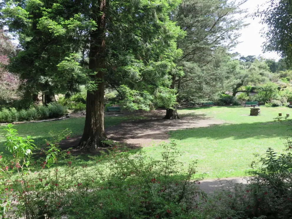 Redwood tree and meadow with benches. 