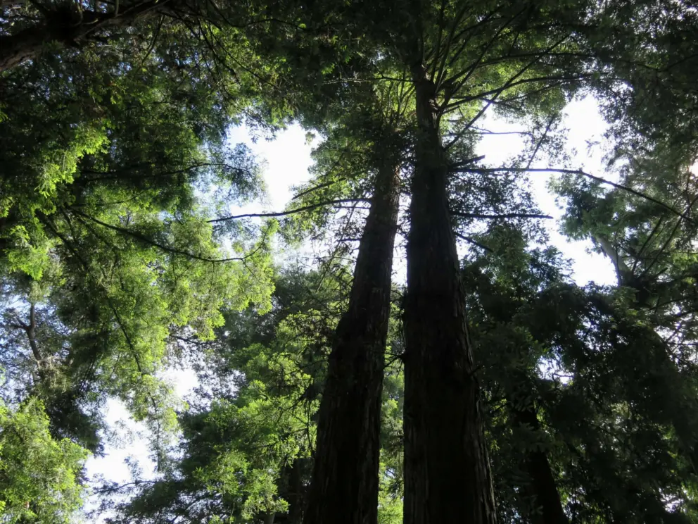 Looking up at the redwoods in Fuchsia Dell. 