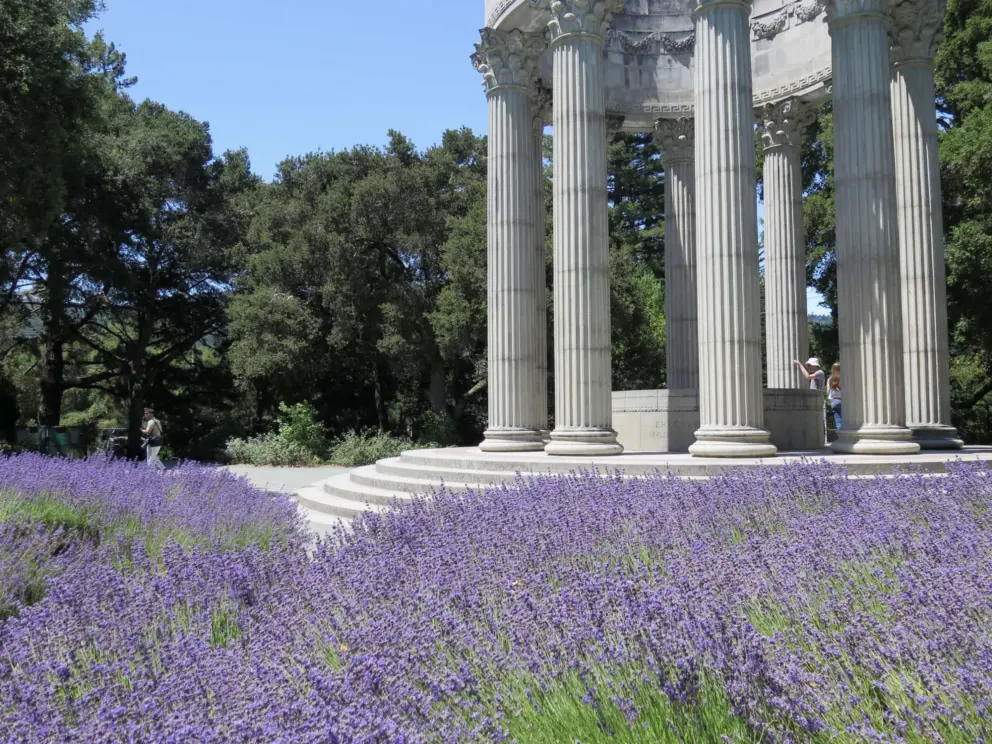 Lavender beds near the stairs of the temple.