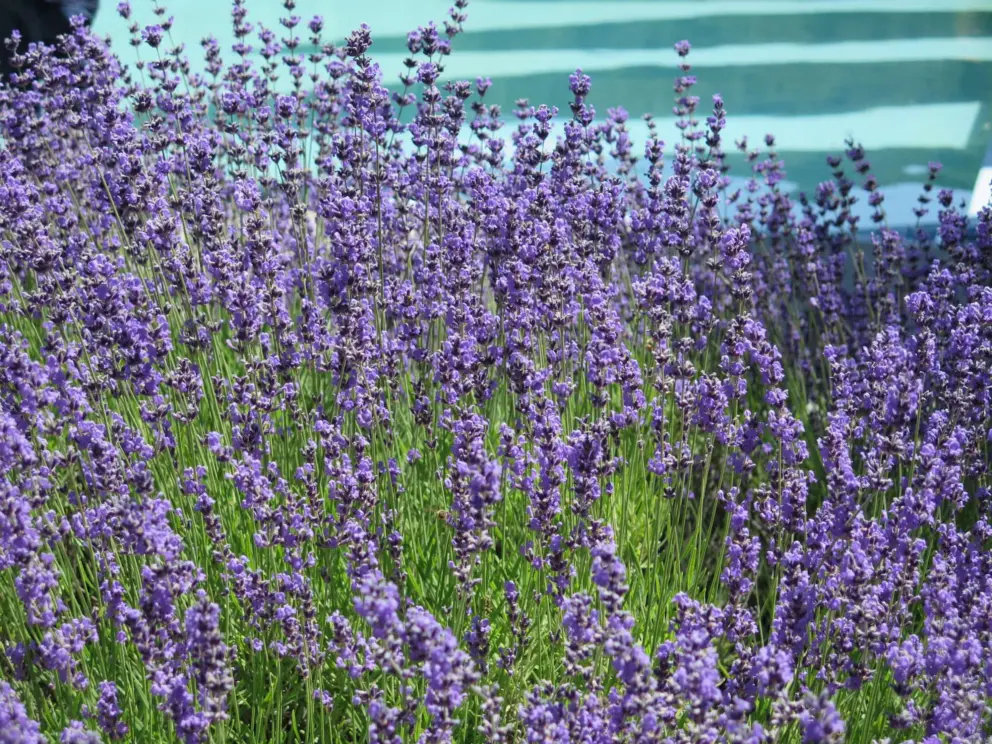 Lavendar with aquamarine water behind. 