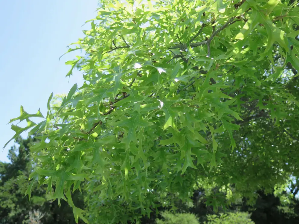 Maple tree in the parking lot. 