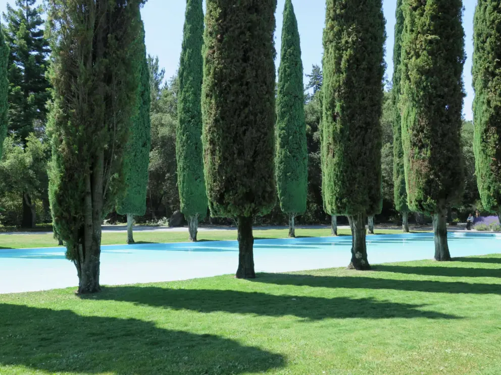 Shows of the Italian cypress trees, in neat rows. 