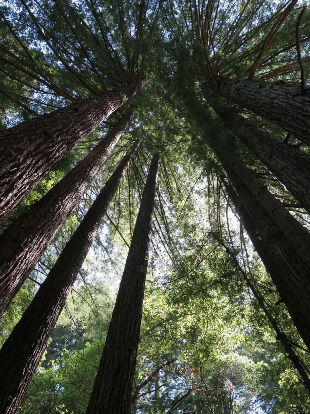 Looking up at the trees. 
